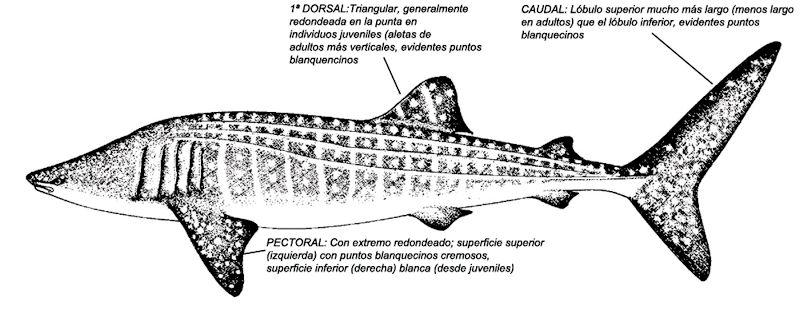 Rhincodon typus_05.jpg